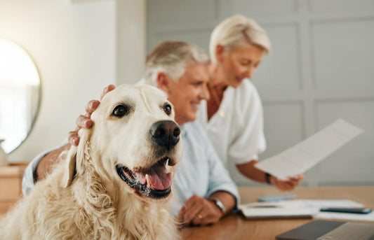 How Pet Insurance Covers Chronic Conditions or Recurring Illnesses